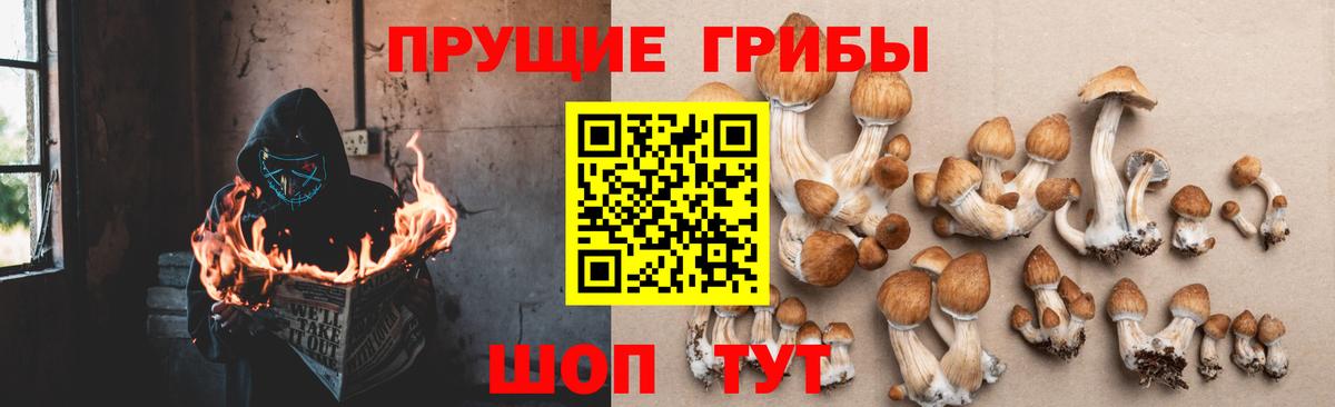 Псилоцибиновые грибы GOLDEN TEACHER Владикавказ